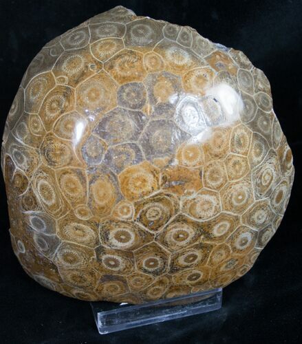 Polished Fossil Coral Head - Morocco #8842